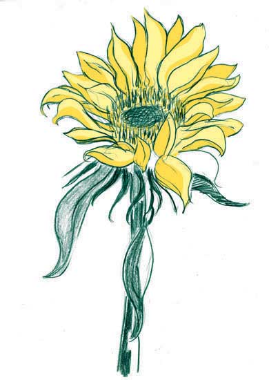 Colored pencil drawing of sunflower